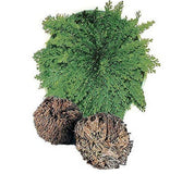 ROSE OF JERICHO